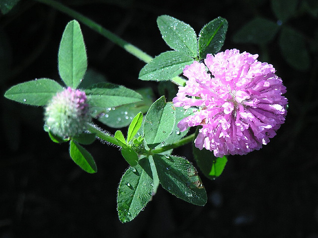 Red Clover