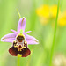 Ophrys bourdon