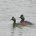 Eared Grebes