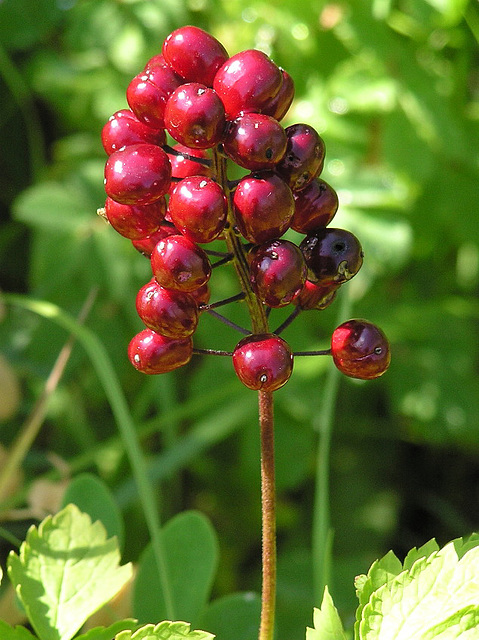 Red Baneberry