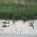 American Avocets