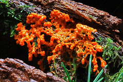 Orange Slime Mold