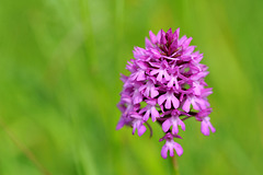 Orchis pyramidal