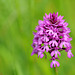 Orchis pyramidal