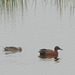 Cinnamon Teal