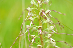 Orchis bouc