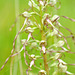 Orchis bouc