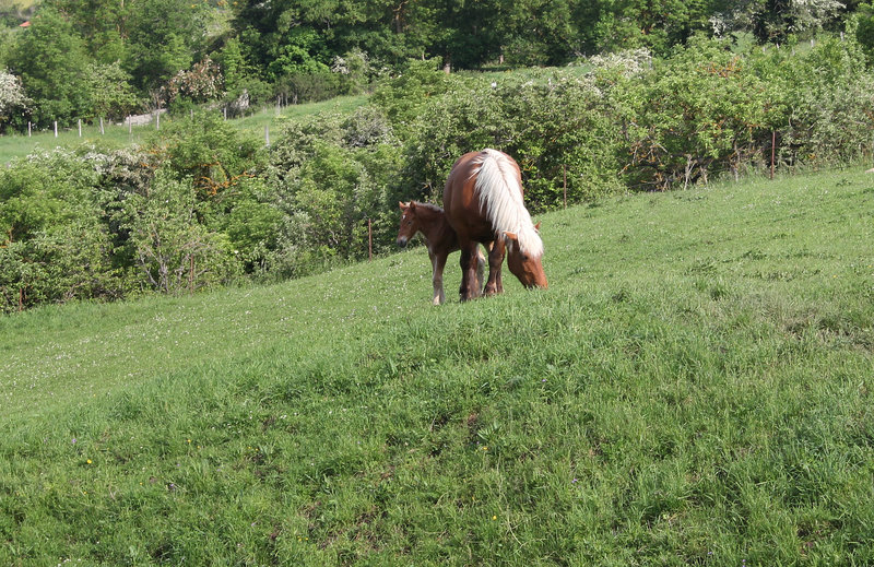 Chevaux comtois (2)