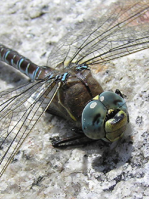 Darner dragonfly