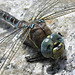 Darner dragonfly