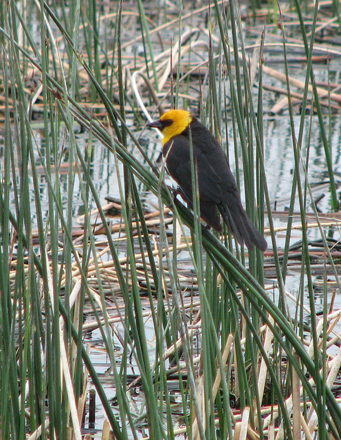 Yellow-headed Blackbird