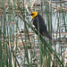 Yellow-headed Blackbird