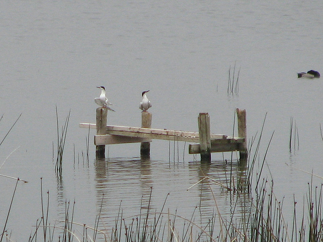 Forster's Terns