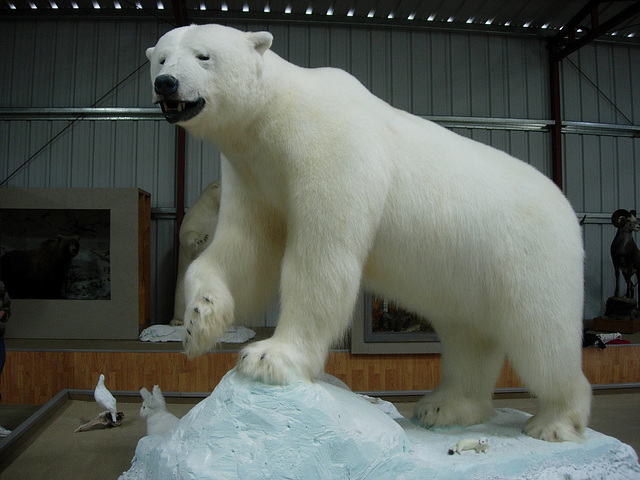 This is reportedly the largest bear ever mounted, at least by a taxidermist.  11 ft. 8 inches, nose to tail