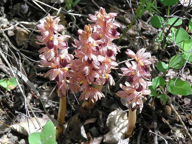 Striped Coralroot