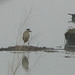 Black-crowned Night Heron