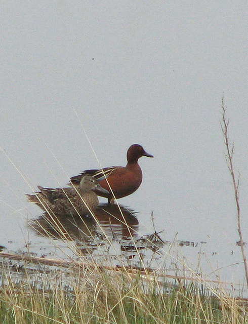 Cinnamon Teal