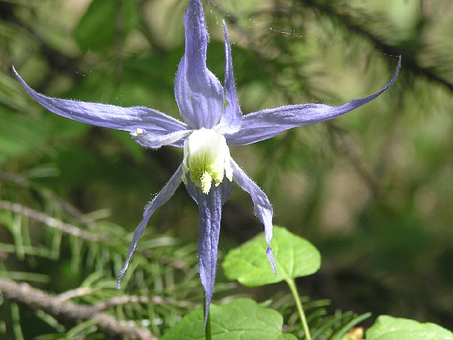 Blue Clematis