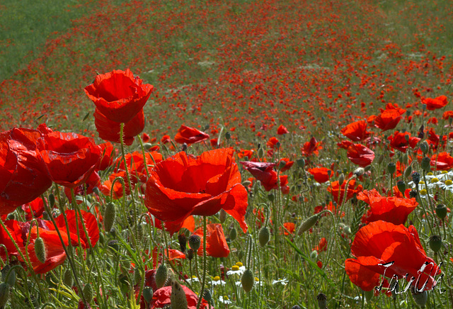 Poppies