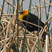 Yellow-headed Blackbird