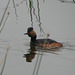 Eared Grebe