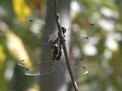 Dragonflies mating