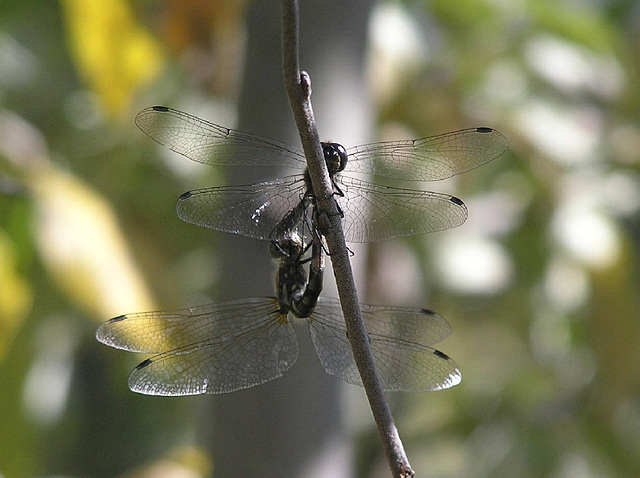 Dragonflies mating