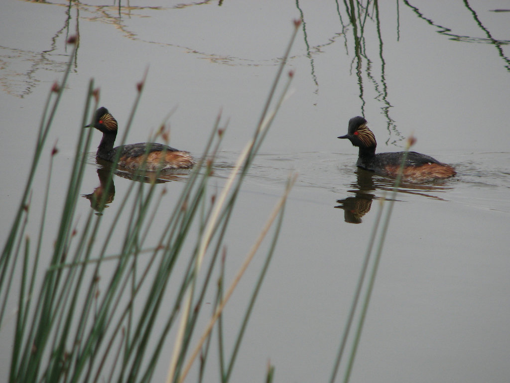 Eared Grebes