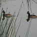 Eared Grebes