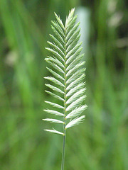 Crested Wheatgrass