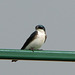 Tree Swallow