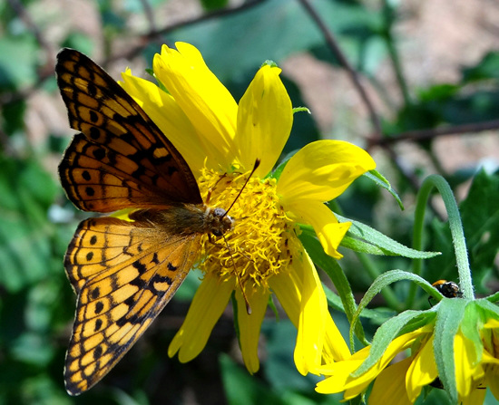 71 Variegated Fritillary butterfly with bug friend on Sunflowers