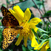 71 Variegated Fritillary butterfly with bug friend on Sunflowers