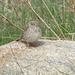 Vesper Sparrow