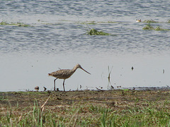 Marbled Godwit