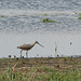 Marbled Godwit