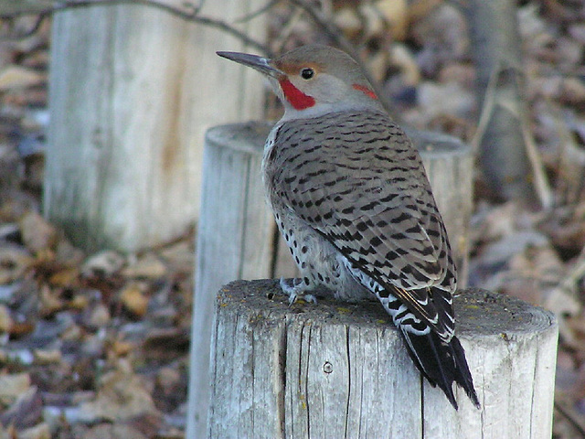 Northern Flicker