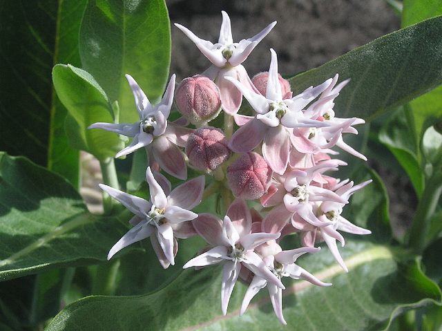 Milkweed