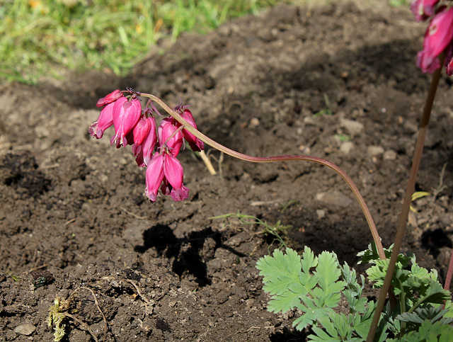 Dicentra formosa