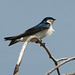 Tree Swallow