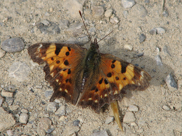 Comma