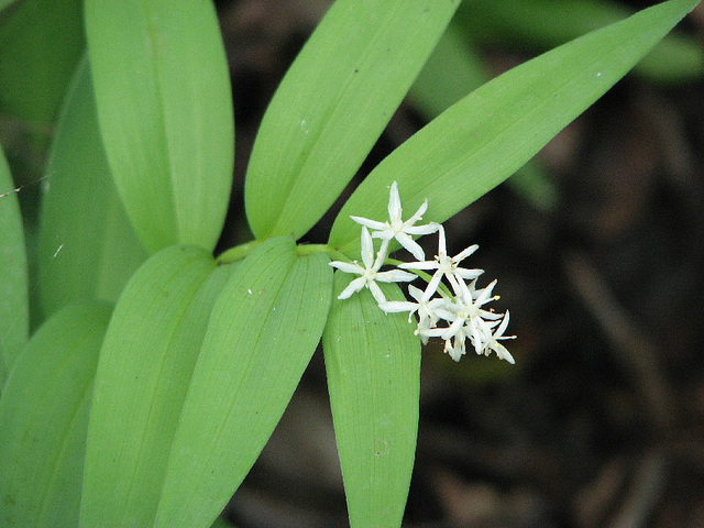 Star-flowered Solomon's Seal