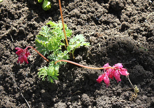 Dicentra formosa (2)