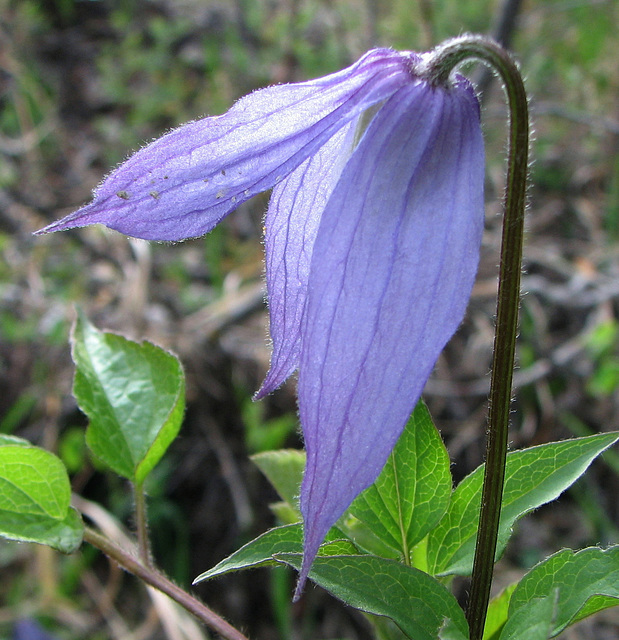 Blue Clematis