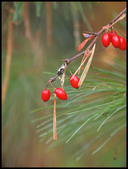 berries & thorns