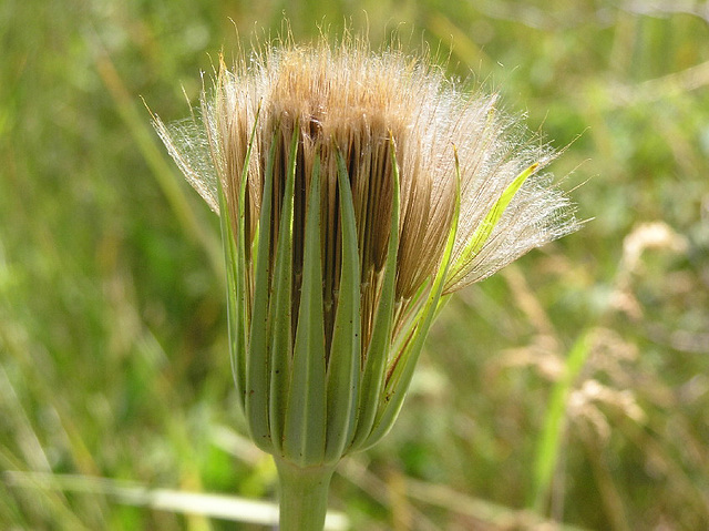 Goat's-beard