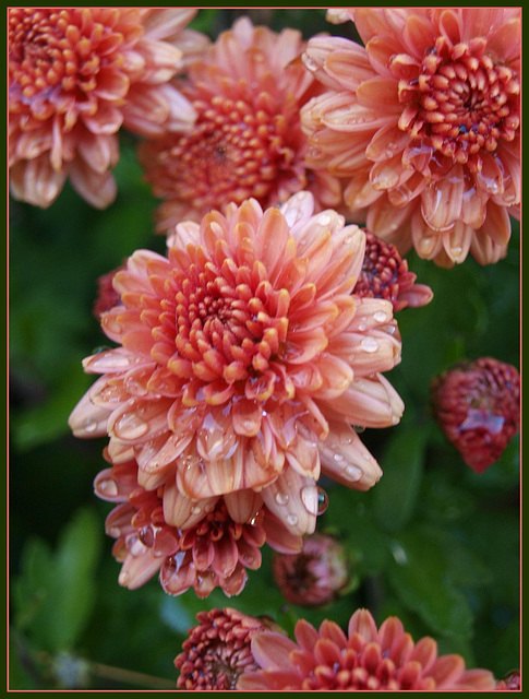 more mums!