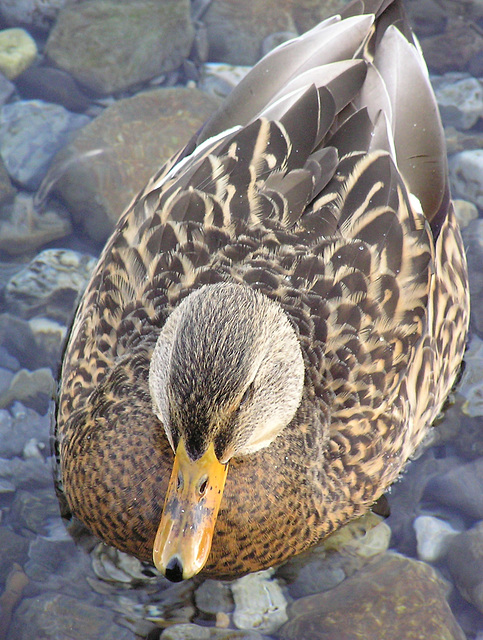 Female Mallard