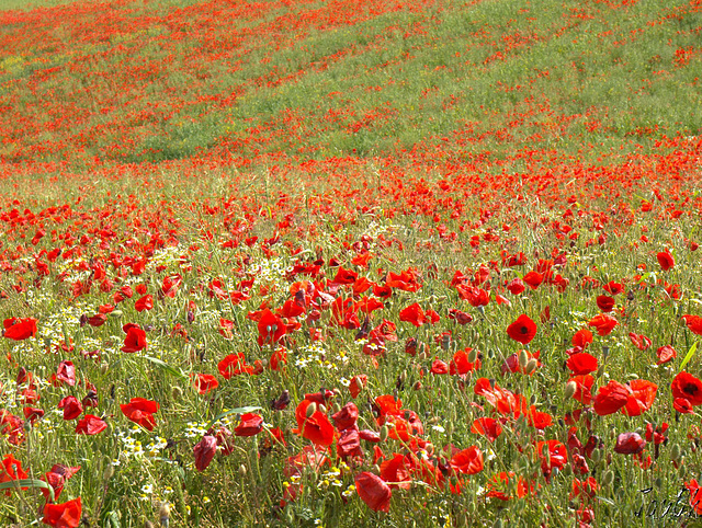 Poppies