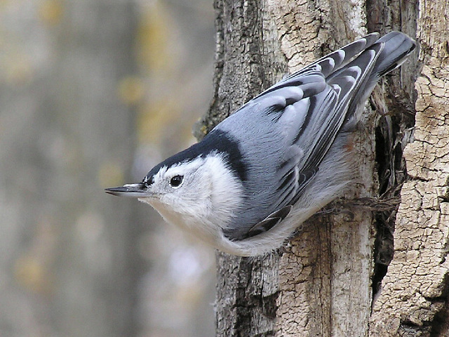 White-breasted Nuthatch